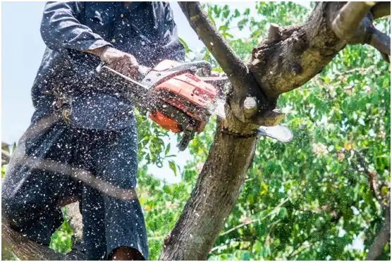tree services Triangle